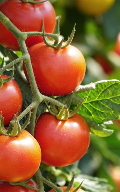 come-e-quando-trapiantare-i-pomodori-2-it-000